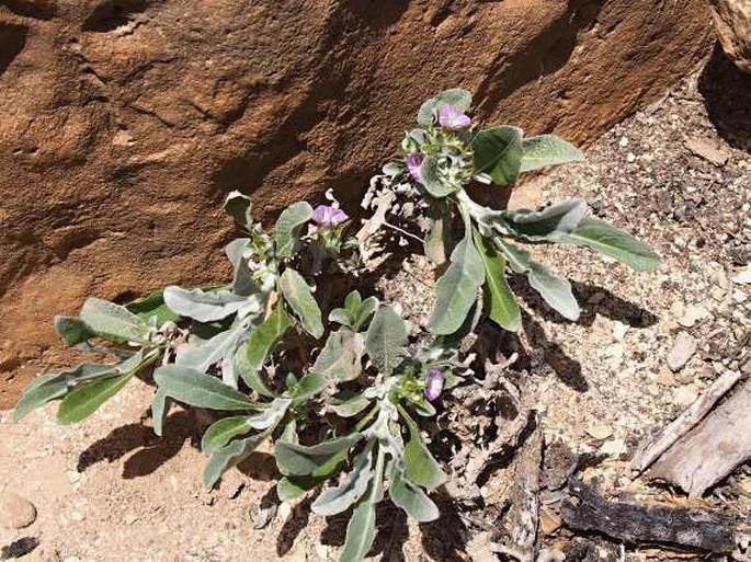 Neuracanthus robecchii subsp. atratus