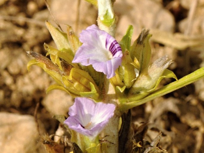 Neuracanthus spinosus