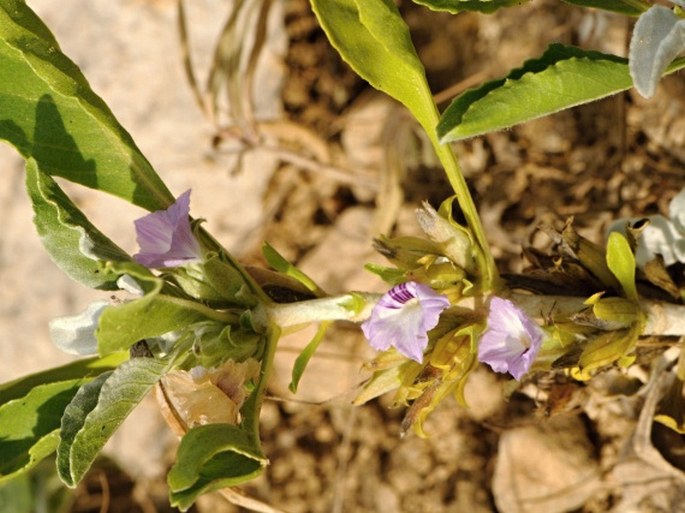 NEURACANTHUS SPINOSUS Deflers