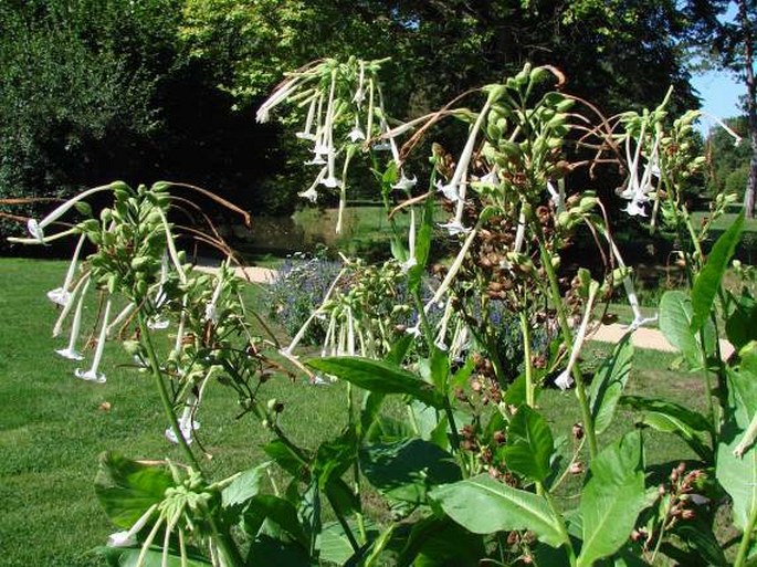 Nicotiana sylvestris