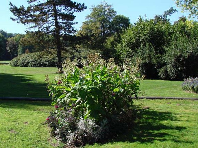 Nicotiana sylvestris