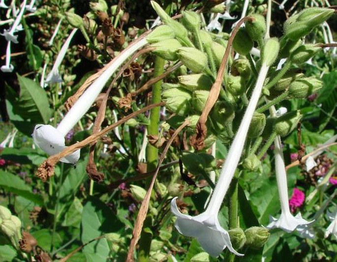 Nicotiana sylvestris