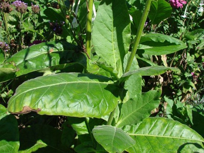 Nicotiana sylvestris