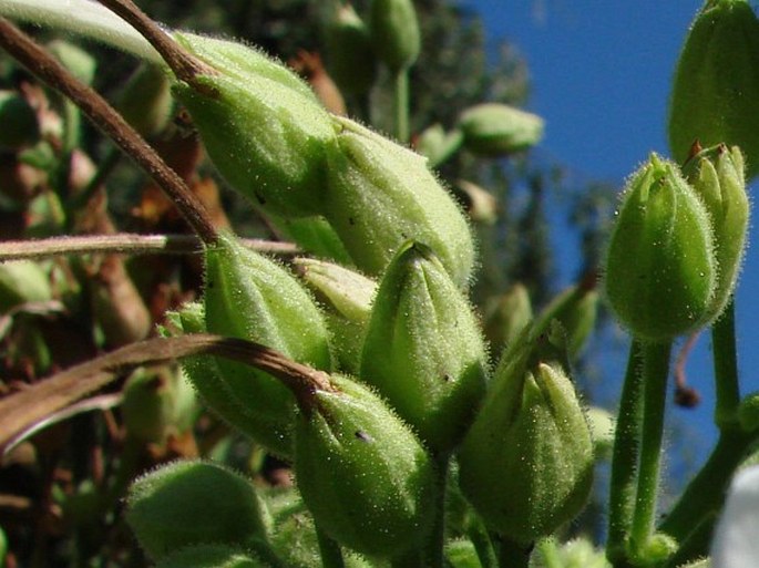 Nicotiana sylvestris