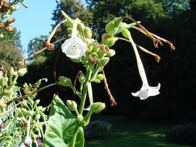 Nicotiana sylvestris