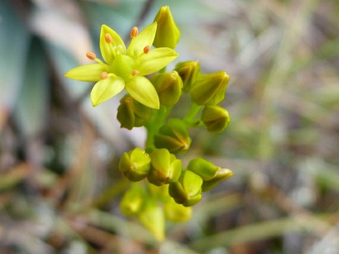 Nietneria corymbosa