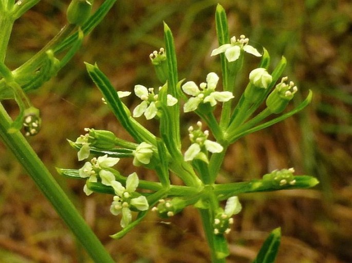 Niphogeton ternata