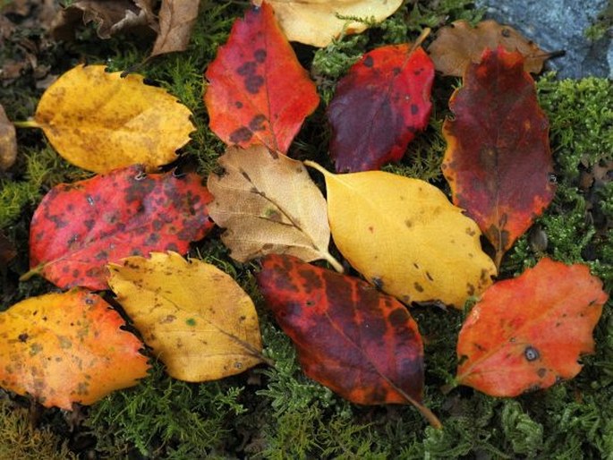 Nothofagus fusca