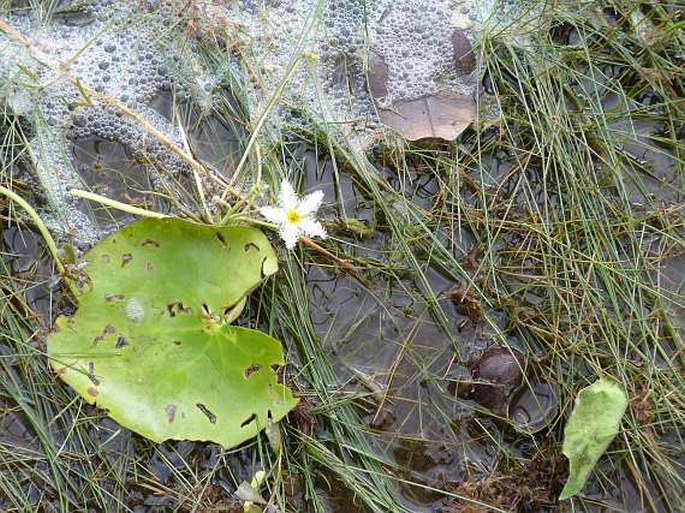 Nymphoides indica