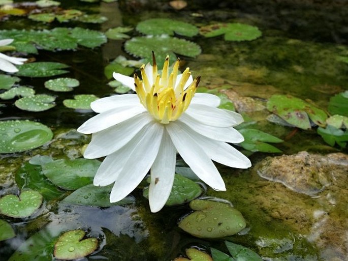 NYMPHAEA LOTUS L. – leknín posvátný / lekno