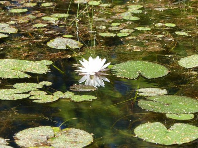 Nymphaea odorata