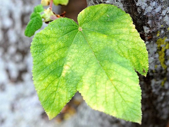 Obetia ficifolia