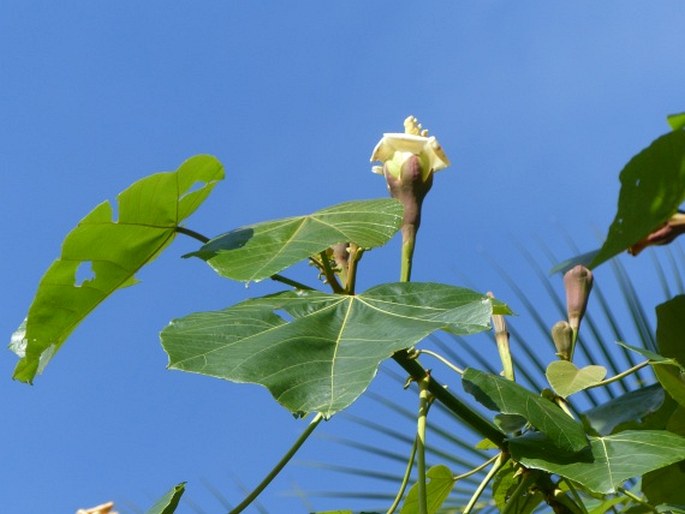 OCHROMA PYRAMIDALE (Cav. ex Lam.) Urb. – balza jehlanovitá