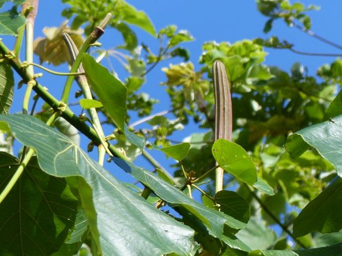 Ochroma pyramidale