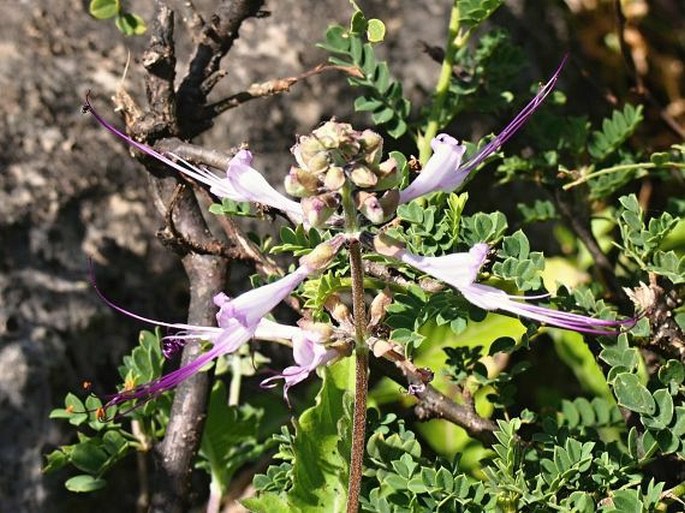 Ocimum dhofarense