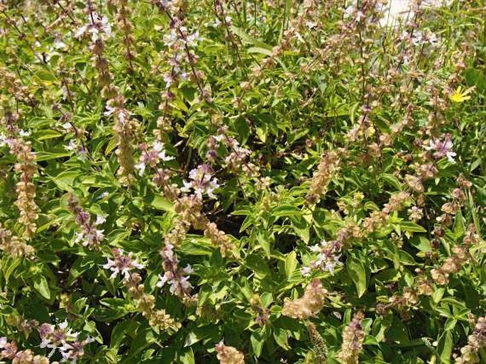 Ocimum forsskaolii