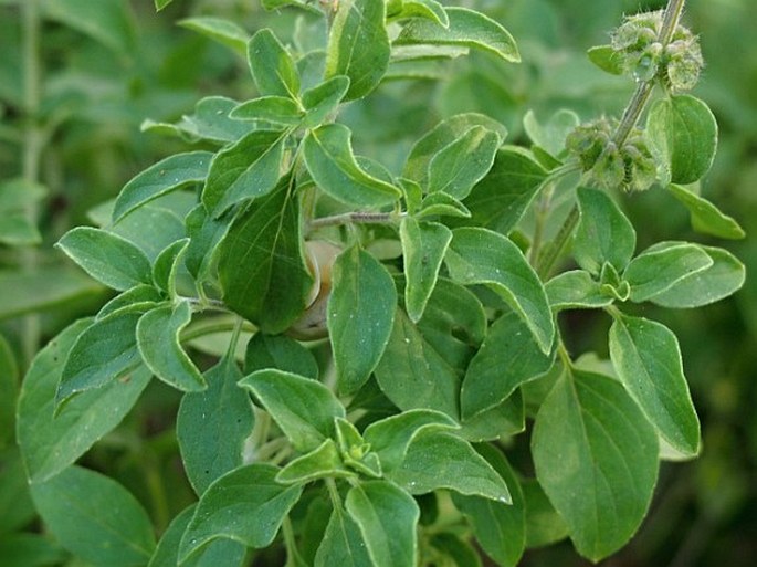 Ocimum forsskaolii