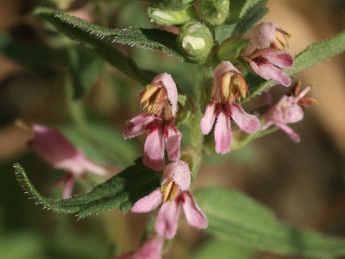 ODONTITES VERNUS (Bellardi) Dumort. – zdravínek jarní / zdravienok jarný