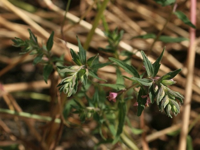 Odontites vernus subsp. vernus