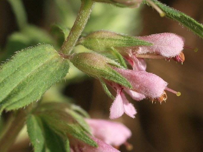 Odontites vernus subsp. vernus