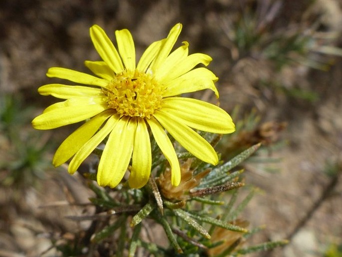 OEDERA ACEROSA (DC.) N. G. Bergh