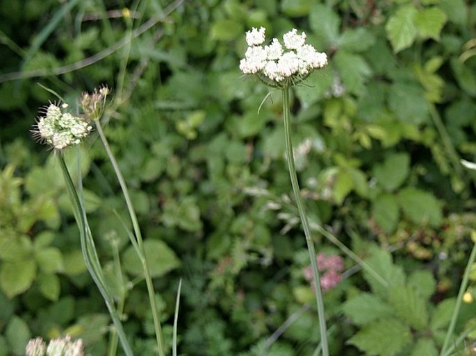 Oenanthe pimpinelloides