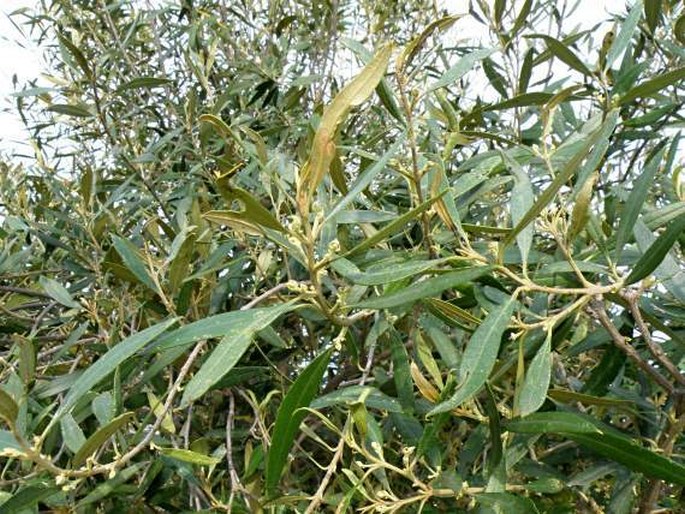 OLEA EUROPAEA subsp. CUSPIDATA (Wall. et G. Don) Cif. - olivovník
