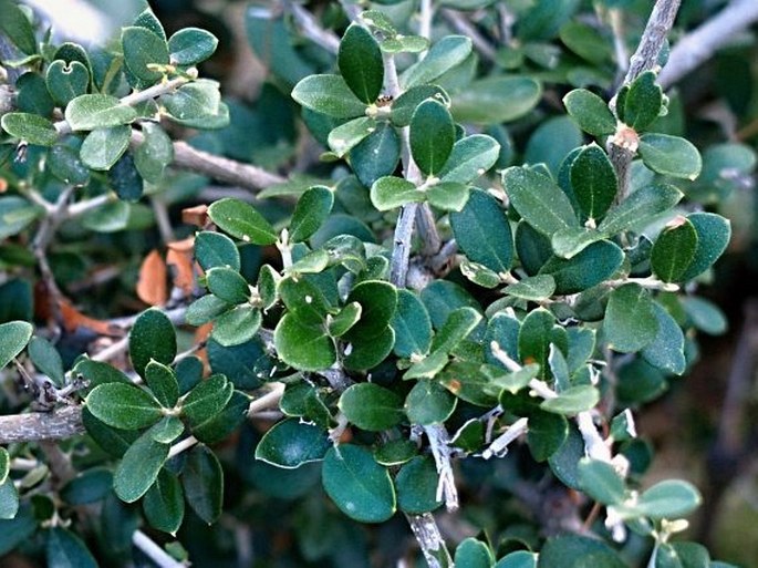 OLEA EUROPAEA var. SYLVESTRIS (Mill.) Lehr - olivovník evropský planý