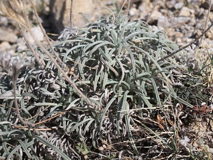 Onosma echioides subsp. canescens