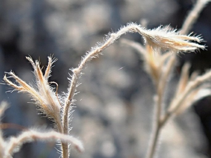 Onosma canescens