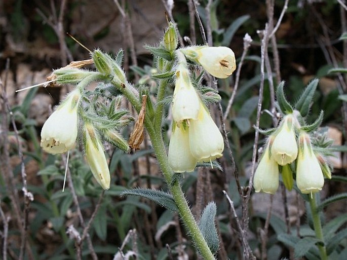 ONOSMA ECHIOIDES subsp. DALMATICA (Scheele) Peruzzi et N. G. Passal. - ruměnice / rumenica
