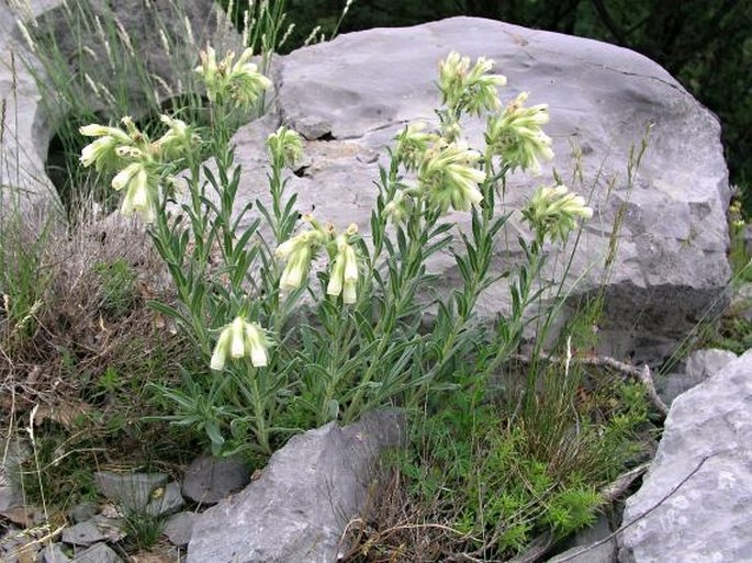 Onosma echioides subsp. dalmatica