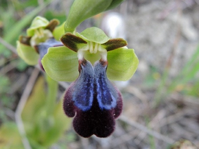Ophrys fusca subsp. iricolor