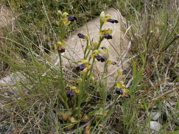 Ophrys fusca subsp. iricolor