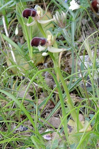 Ophrys omegaifera