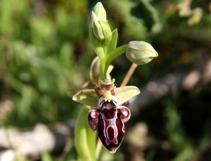 OPHRYS KOTSCHYI H. Fleischm. et Soó – tořič / hmyzovník