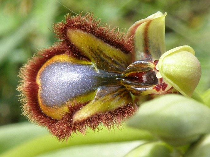 OPHRYS SPECULUM Link. – tořič / hmyzovník