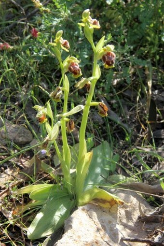 Ophrys flavomarginata