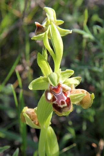 Ophrys flavomarginata