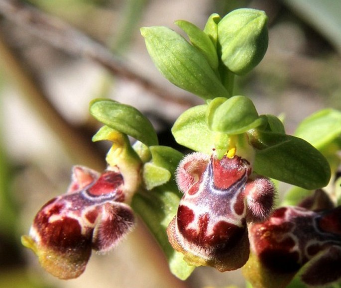 Ophrys flavomarginata