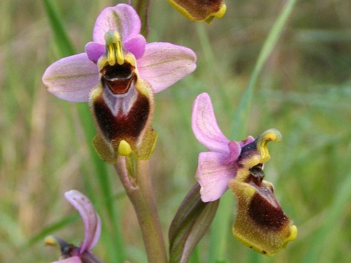 OPHRYS TENTHREDINIFERA Willd. – tořič / hmyzovník