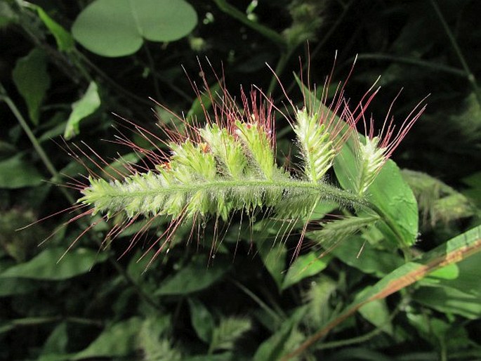 OPLISMENUS BURMANNII (Retz.) P. Beauv.