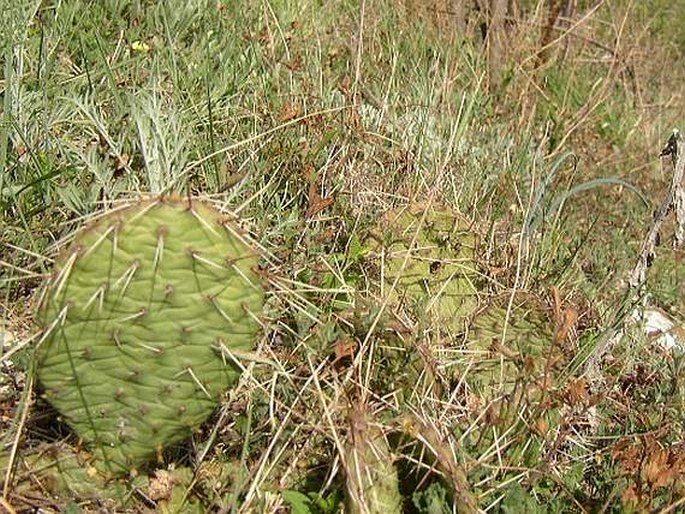 OPUNTIA PHAEACANTHA  Engelm. – opuncie hnědoostná