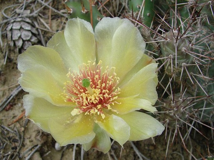 Opuntia fragilis