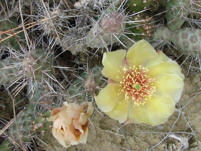 OPUNTIA FRAGILIS (Nutt.) Haw. – opuncie