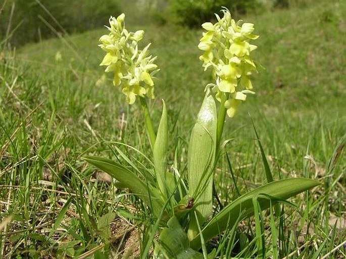 Orchis pallens