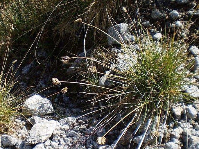 Oreochloa disticha