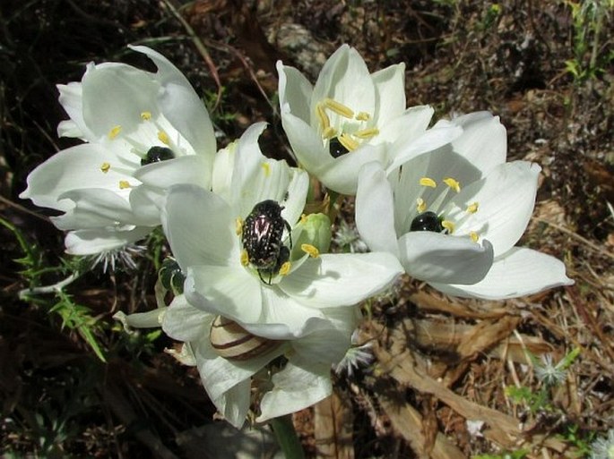 Ornithogalum arabicum