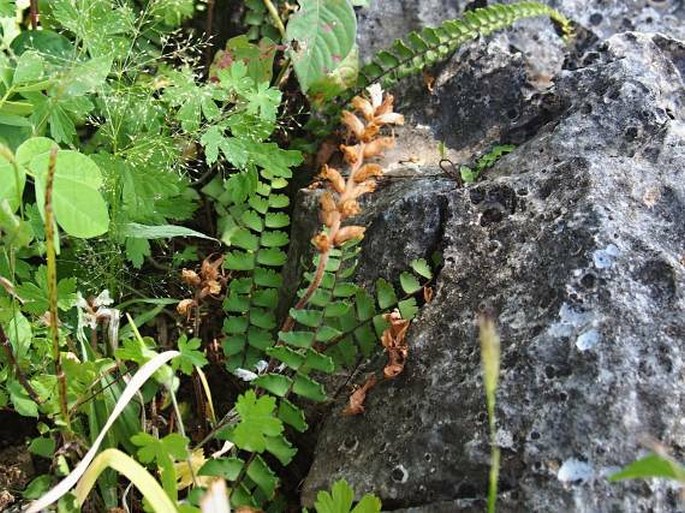 Orobanche dhofarensis