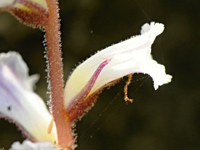 Orobanche dhofarensis